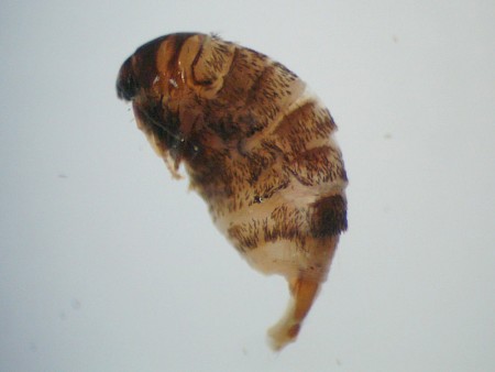 Luffia ferchaultella