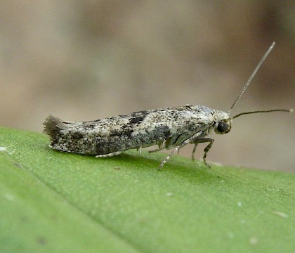Adult &bull; Gloucestershire. Around imported Citrus plants and fruit &bull; &copy; Phil Barden