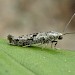 Adult • Gloucestershire. Around imported Citrus plants and fruit • © Phil Barden