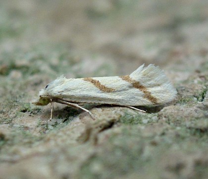 Adult &bull; Compton Down, Isle of Wight (confirmed by dissection) &bull; &copy; Phil Barden