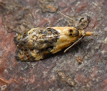 Adult &bull; Highworth, Wiltshire &bull; &copy; Steve Nash