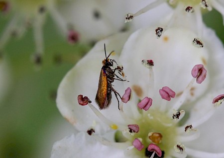 Micropterix aruncella