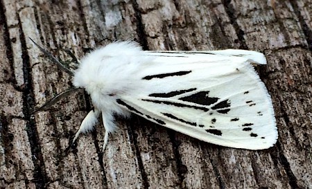 White Ermine Spilosoma lubricipeda