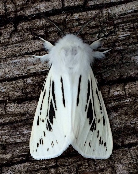 White Ermine Spilosoma lubricipeda