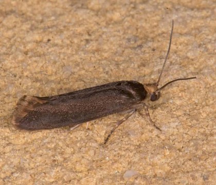 Adult &bull; Littlehampton, West Sussex &bull; &copy; Colin Knight