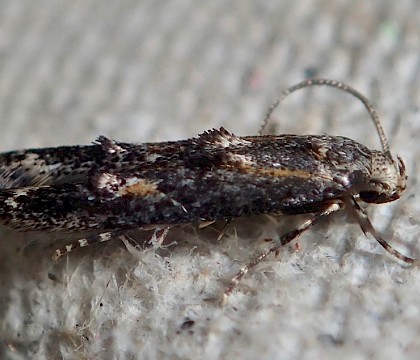 Adult &bull; VC53 &bull; &copy; Paul Sullivan