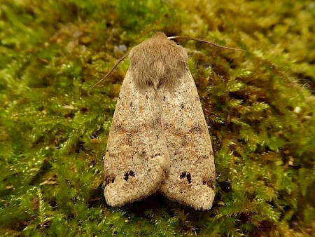 Twin-spotted Quaker Anorthoa munda