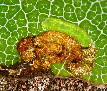 Tenanted Mine in Ulmus &bull; West Devon &bull; &copy; Phil Barden