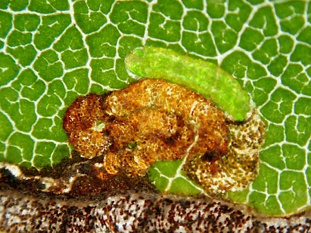 Stigmella viscerella