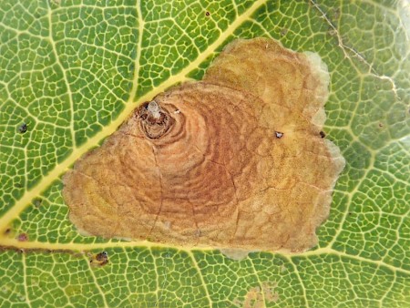 Tischeria dodonaea