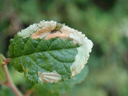 Lyonetia prunifoliella