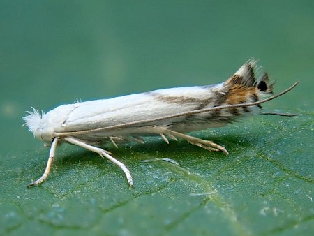 Lyonetia prunifoliella