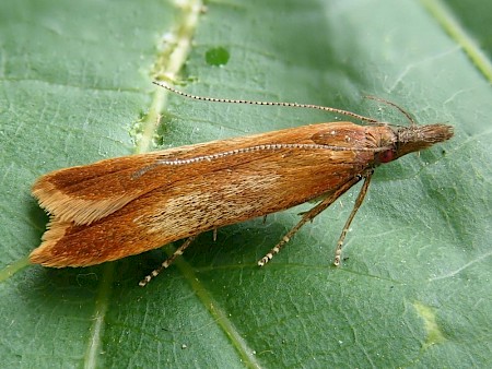 Dichomeris ustalella