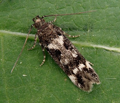 Adult &bull; Devon &bull; &copy; Phil Barden