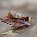 Larval case on Crataegus • West Devon • © Phil Barden