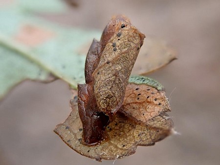 Coleophora siccifolia