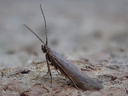 Coleophora juncicolella