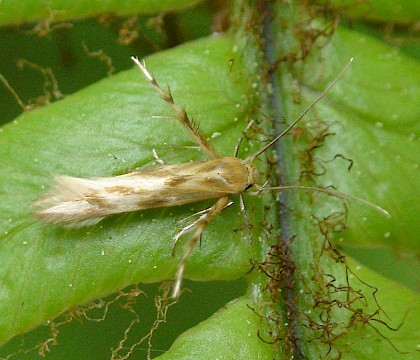 Adult &bull; Abbotsbury, Dorset &bull; &copy; Phil Barden