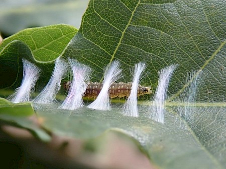 Ancylis mitterbacheriana