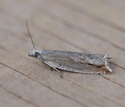 Adult &bull; &copy; John Kemp