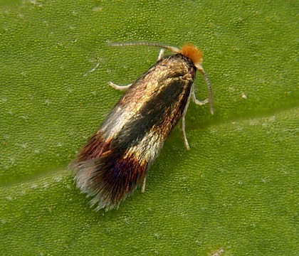 Adult, reared from mine &bull; Bere Alston, Devon &bull; &copy; Phil Barden