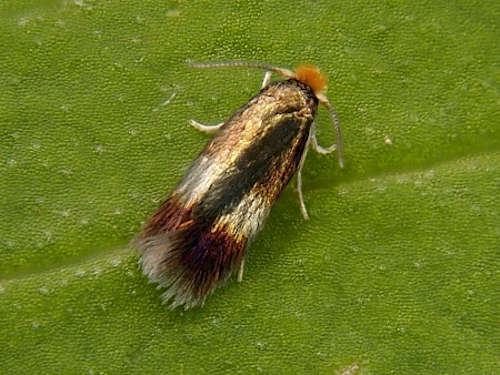 Stigmella regiella