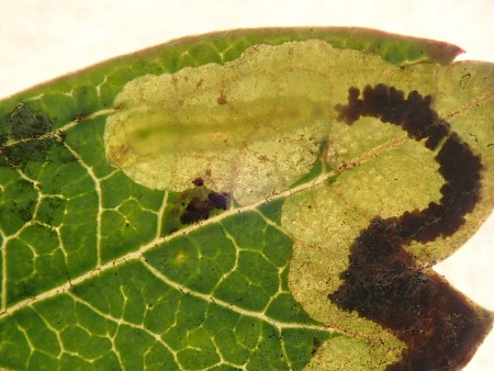 Stigmella regiella