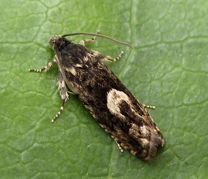 Adult &bull; East Ross, Scotland &bull; &copy; Nigel Richards