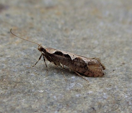 Adult &bull; East Ross, Scotland &bull; &copy; Nigel Richards
