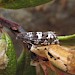 Adult, reared from larva on bearberry • East Ross, Scotland • © Nigel Richards