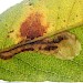 Larval mine on Salix sp (Sallow sp). • Devon • © Phil Barden