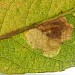 Larval mine on Salix sp. (Sallow sp). • Devon • © Phil Barden