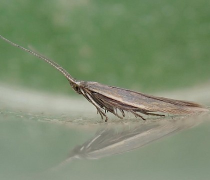 Male (gen det.) &bull; Devon &bull; &copy; Phil Barden