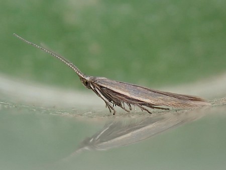 Coleophora adjunctella