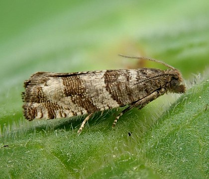 Adult &bull; Dartmoor, Devon &bull; &copy; Phil Barden