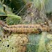 Larva on Quercus sp. • Dartmoor, Devon • © Phil Barden