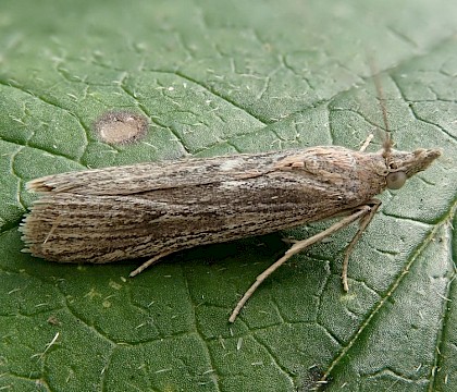 Adult &bull; Devon &bull; &copy; Phil Barden