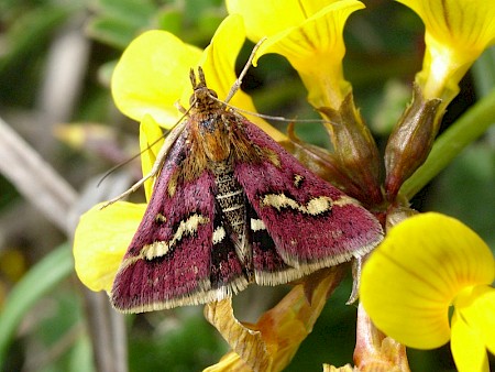 Pyrausta ostrinalis