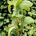 Larval habitation on Buxus sp. • Gloucestershire • © Phil Barden