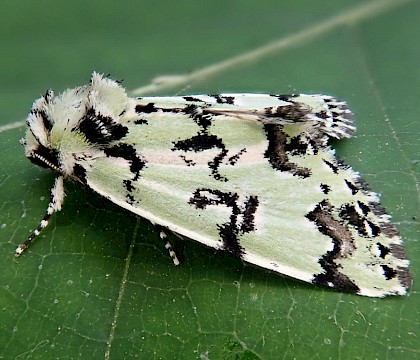 Adult &bull; New Forest, Hampshire &bull; &copy; Phil Barden
