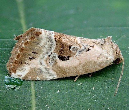 Adult &bull; New Forest, Hampshire &bull; &copy; Phil Barden