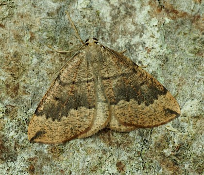 Adult &bull; &copy; Roy Leverton