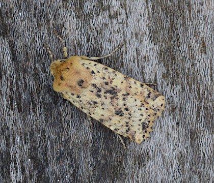Adult &bull; Abergavenny, Monmouthshire &bull; &copy; Andrew Cormack