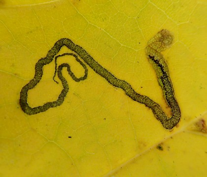 Vacant mine on Acer platanoides • Churchdown, Gloucestershire • © Phil Barden