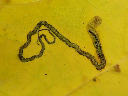 Stigmella aceris