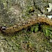 Larva. Adult reared. • Bere Alston • © Phil Barden