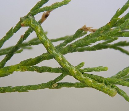 Larva on Tamarisk • St. Lawrence, Isle of Wight • © Phil Barden