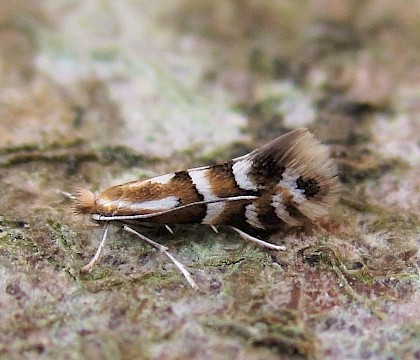 Adult, reared from mine on Salix • East Ross, Scotland • © Nigel Richards