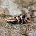 Adult, reared from mine on Salix • East Ross, Scotland • © Nigel Richards