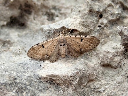 Bleached Pug Eupithecia expallidata